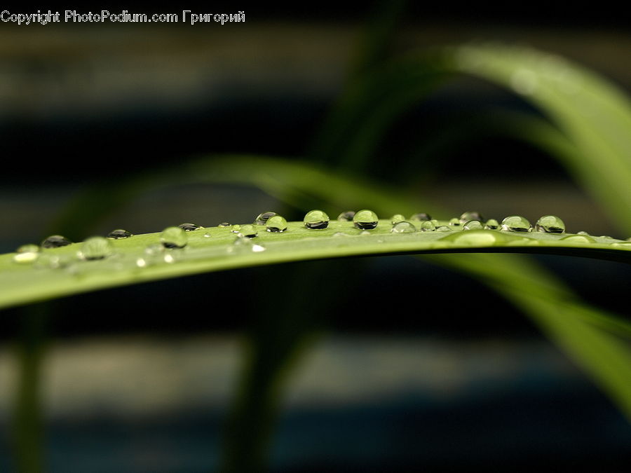 Bench, Field, Grass, Grassland, Plant, Blossom, Flora