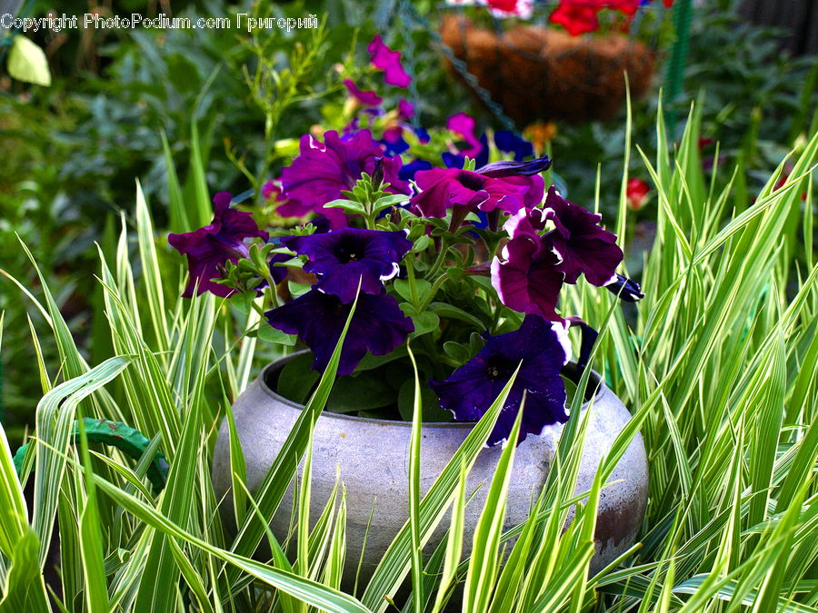 Blossom, Flora, Flower, Plant, Crocus, Gladiolus, Aquilegia