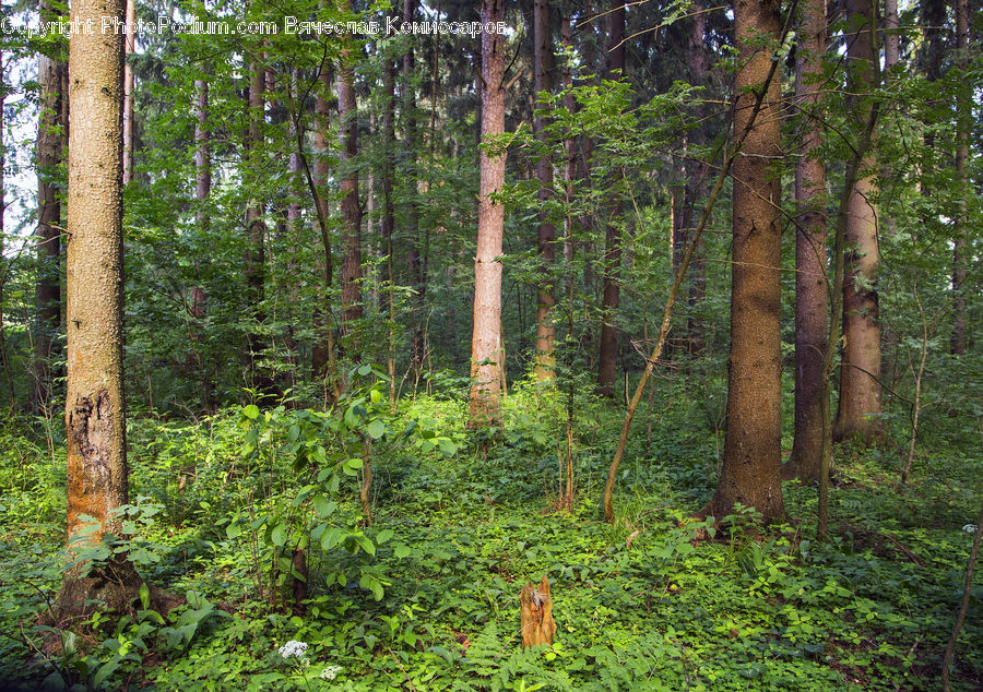Forest, Vegetation, Grove, Land, Jungle, Birch, Tree