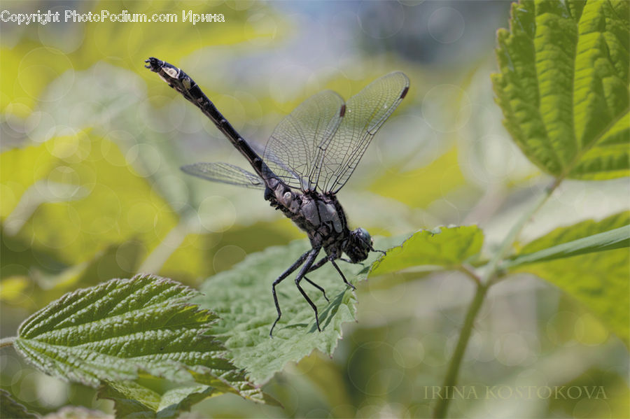 Anisoptera, Dragonfly, Insect, Invertebrate, Arachnid, Garden Spider, Spider