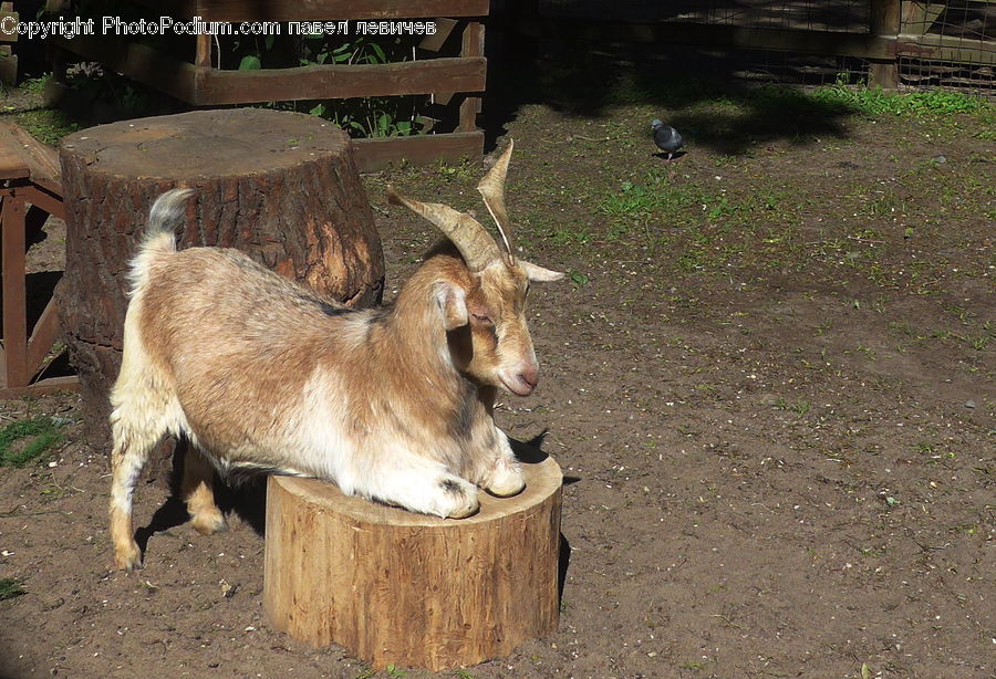 Animal, Goat, Mammal, Mountain Goat, Bench, Donkey, Gazelle