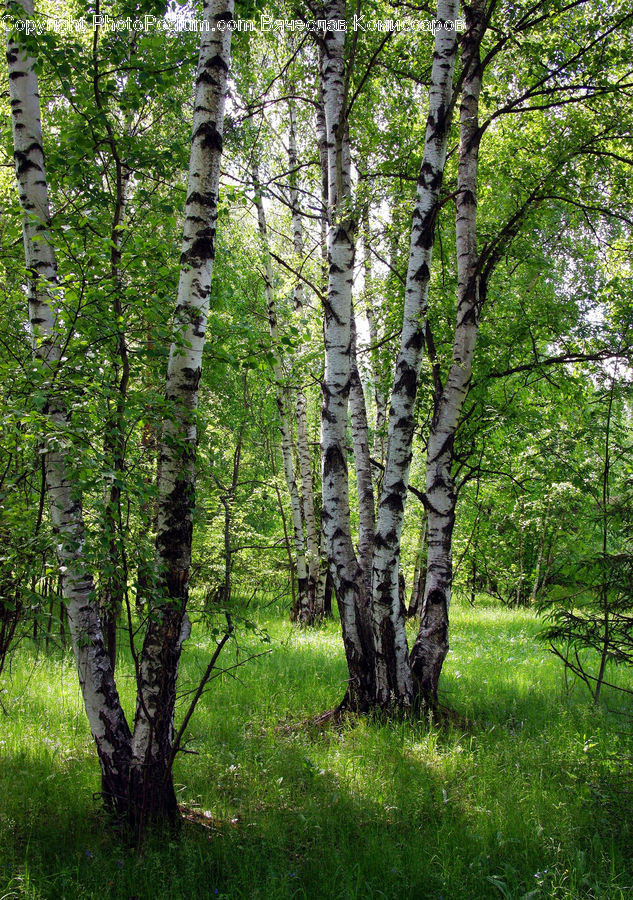 Birch, Tree, Wood, Forest, Grove, Land, Vegetation