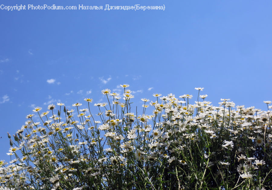 Field, Grass, Grassland, Plant, Blossom, Flora, Flower