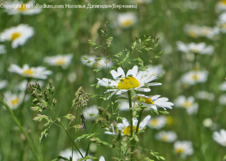 Daisies, Daisy, Flower, Plant, Aster, Blossom, Asteraceae