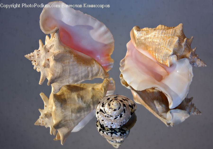 Conch, Invertebrate, Sea Life, Seashell, Clam, Cream, Creme