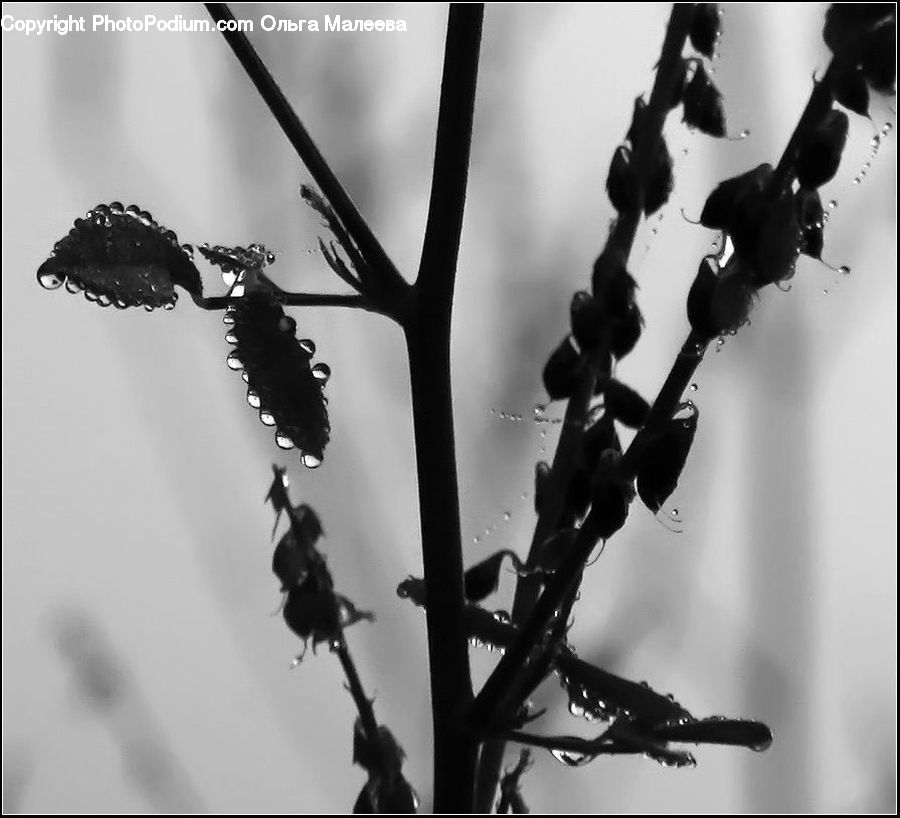 Silhouette, Plant, Vine, Blossom, Flora, Flower, Hair