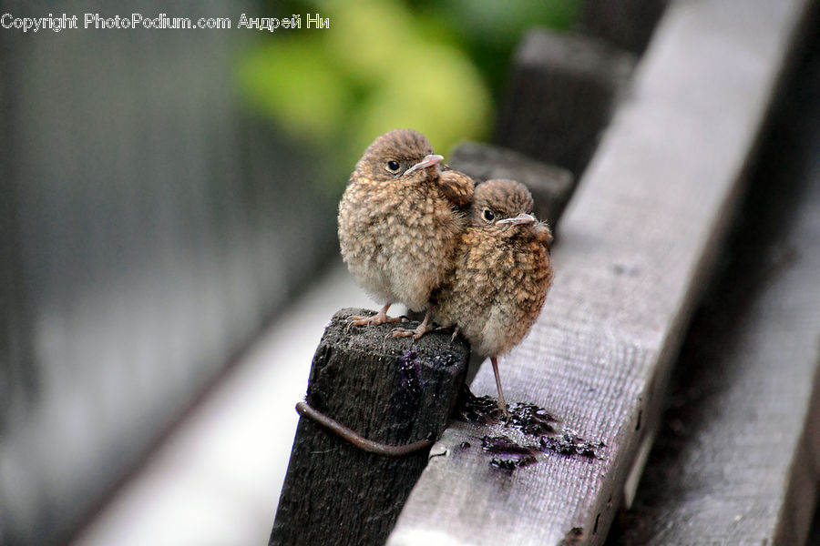 Bird Feeder, Bird, Wren, Blackbird