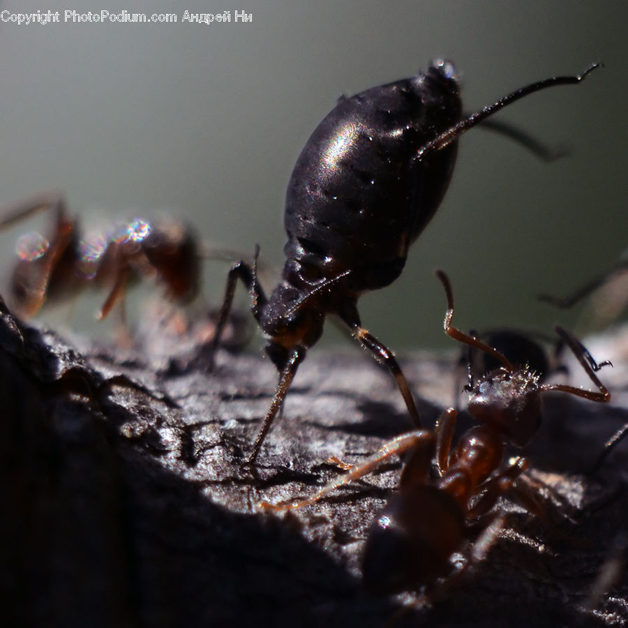 Dung Beetle, Insect, Invertebrate, Cockroach