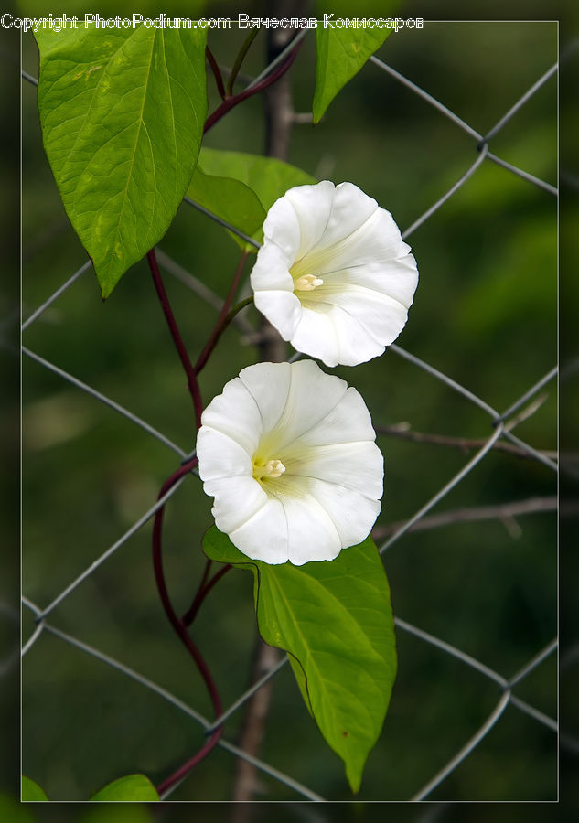 Blossom, Flora, Flower, Plant, Fiber, Flax, Vine