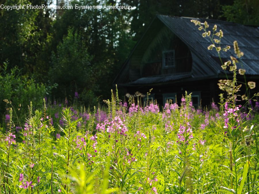 Building, Cottage, Housing, Plant, Potted Plant, Blossom, Flora