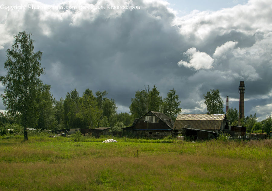 Countryside, Farm, Field, Plant, Tree, Grass, Grassland