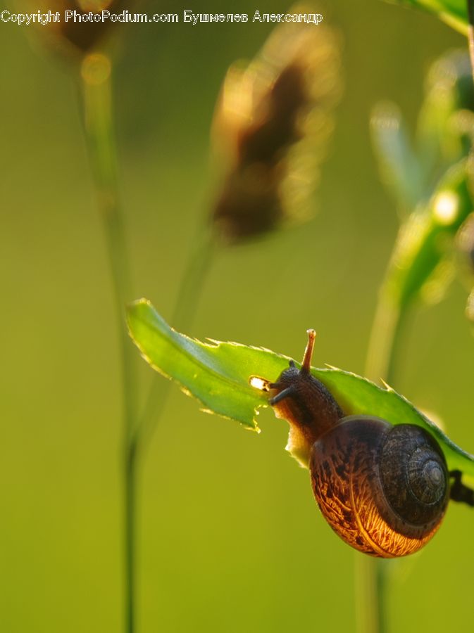 Invertebrate, Snail, Blossom, Flora, Flower, Plant, Field