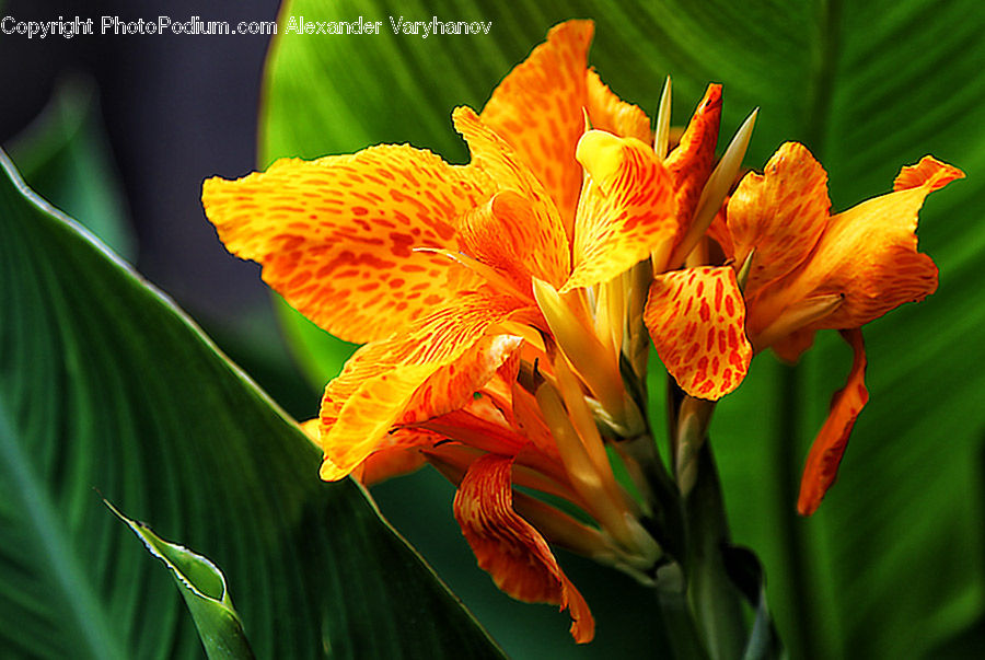 Flora, Flower, Gladiolus, Plant, Blossom, Iris, Lily