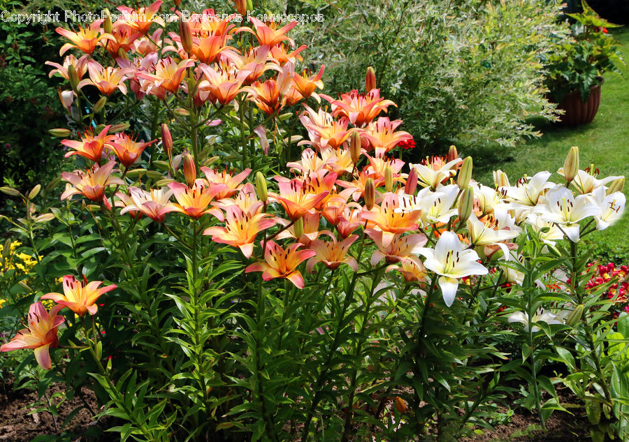 Blossom, Flora, Flower, Plant, Tulip, Backyard, Yard