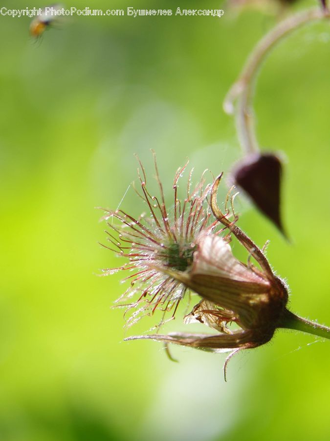 Asteraceae, Blossom, Flora, Flower, Plant, Bud, Geranium