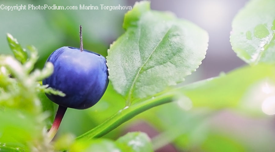 Blueberry, Fruit, Grapes, Blossom, Flora, Flower, Plant