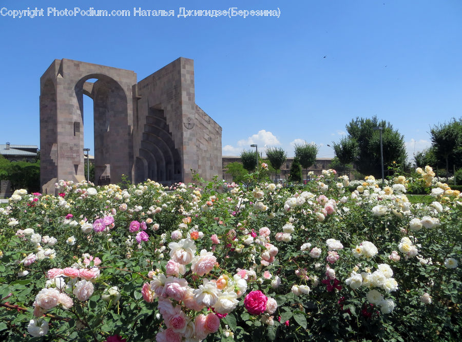 Blossom, Flower, Peony, Plant, Flora, Hibiscus, Poppy