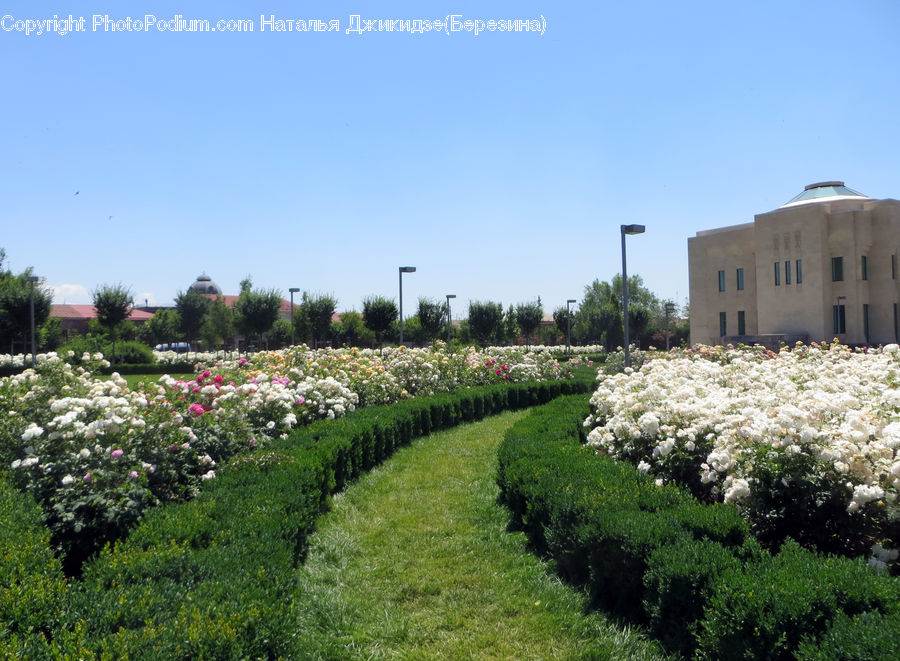 Blossom, Flora, Flower, Plant, Garden, Bush, Vegetation