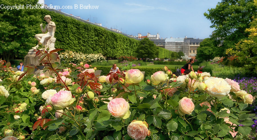 Blossom, Flower, Plant, Rose, Peony, Flora, Hibiscus
