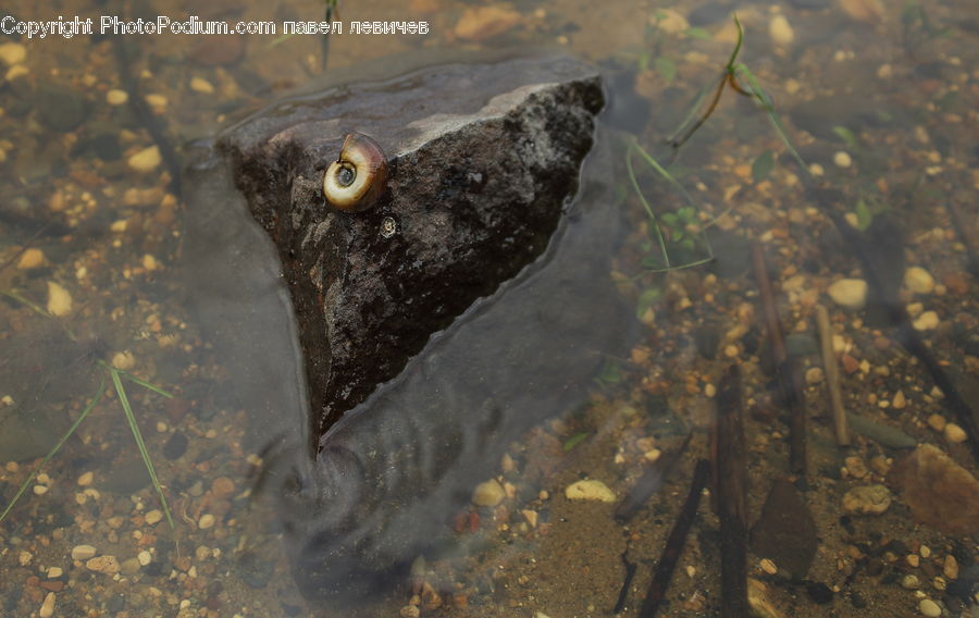 Bird, Blackbird, Fish, Flounder, Halibut, Sea Life