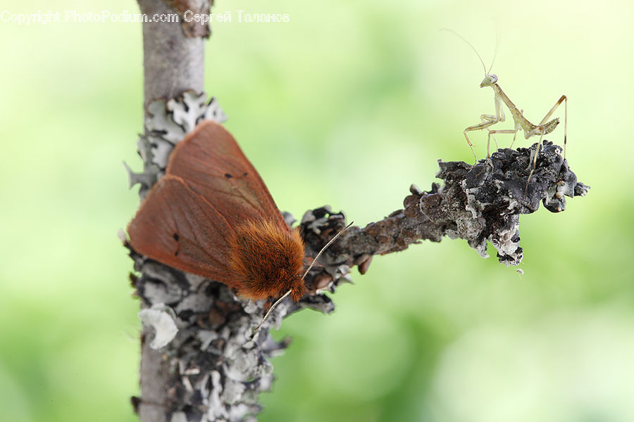Butterfly, Insect, Invertebrate, Birch, Tree, Wood, Arachnid