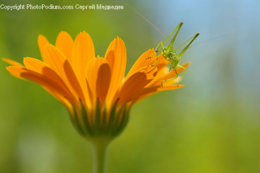 Cricket Insect, Grasshopper, Insect, Invertebrate, Daisies, Daisy, Flower