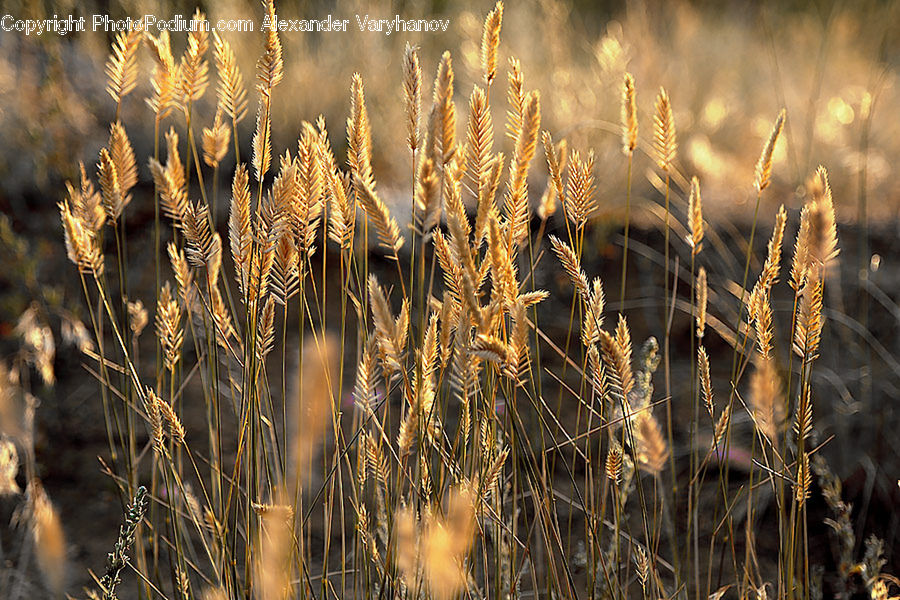 Field, Grass, Grassland, Plant, Grain, Wheat, Blossom