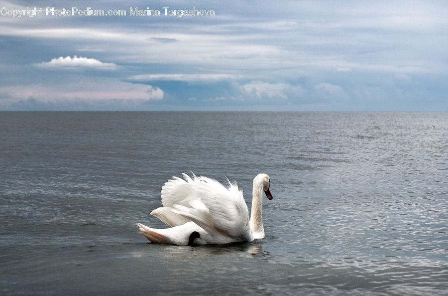 Bird, Swan, Waterfowl, Pelican, Beak, Leisure Activities