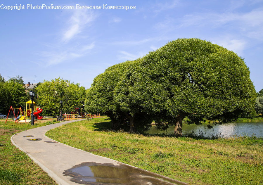 Playground, Conifer, Fir, Plant, Tree, Grassland, Mound