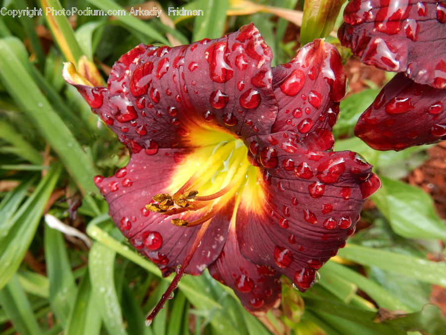 Flora, Flower, Gladiolus, Plant, Blossom, Fruit, Carnation