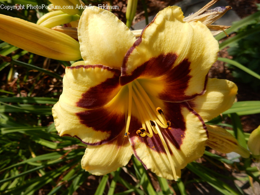 Flora, Flower, Gladiolus, Plant, Blossom, Tulip, Petal
