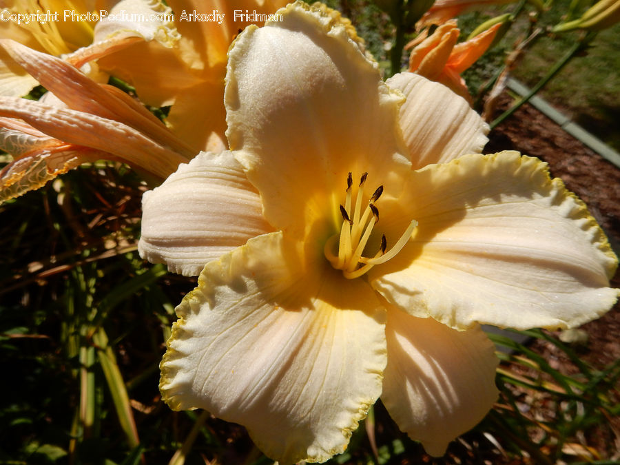 Flora, Flower, Gladiolus, Plant, Blossom, Agaric, Amanita