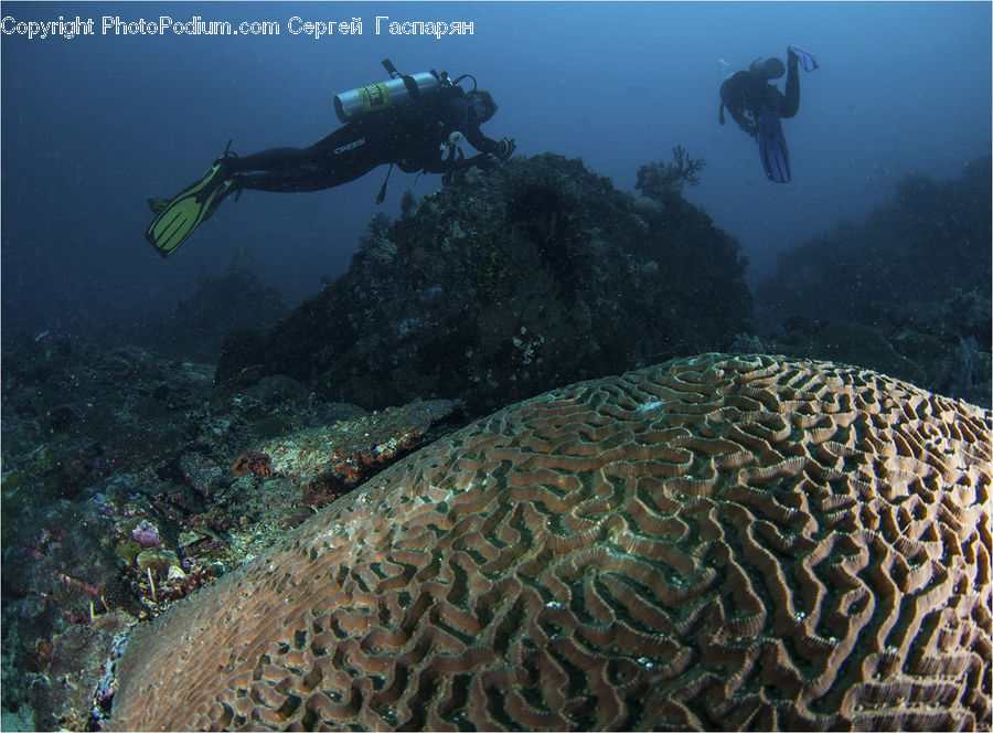 Alcyonacea, Brain Coral, Coral Reef, Invertebrate, Reef, Sea Life, Diver