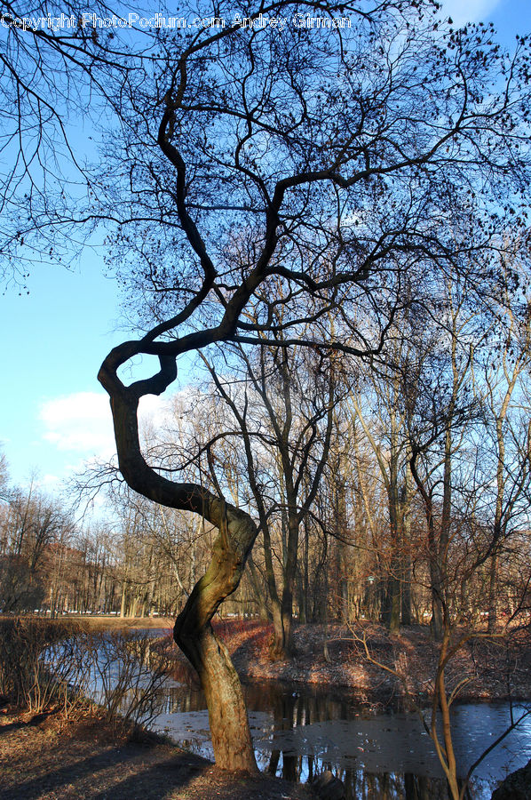 Plant, Tree, Oak, Wood, Sycamore, Tree Trunk, Blossom