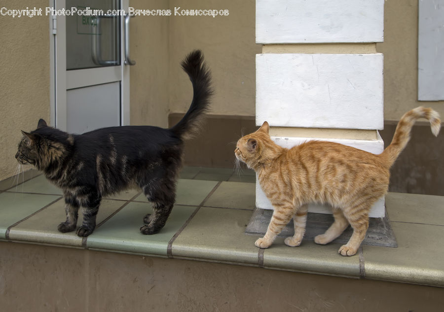 Animal, Cat, Mammal, Pet, Box, Cardboard, Manx