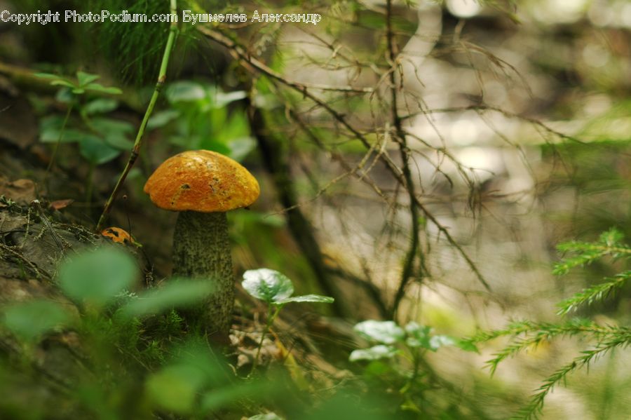 Agaric, Amanita, Fungus, Mushroom, Plant, Blossom, Flora