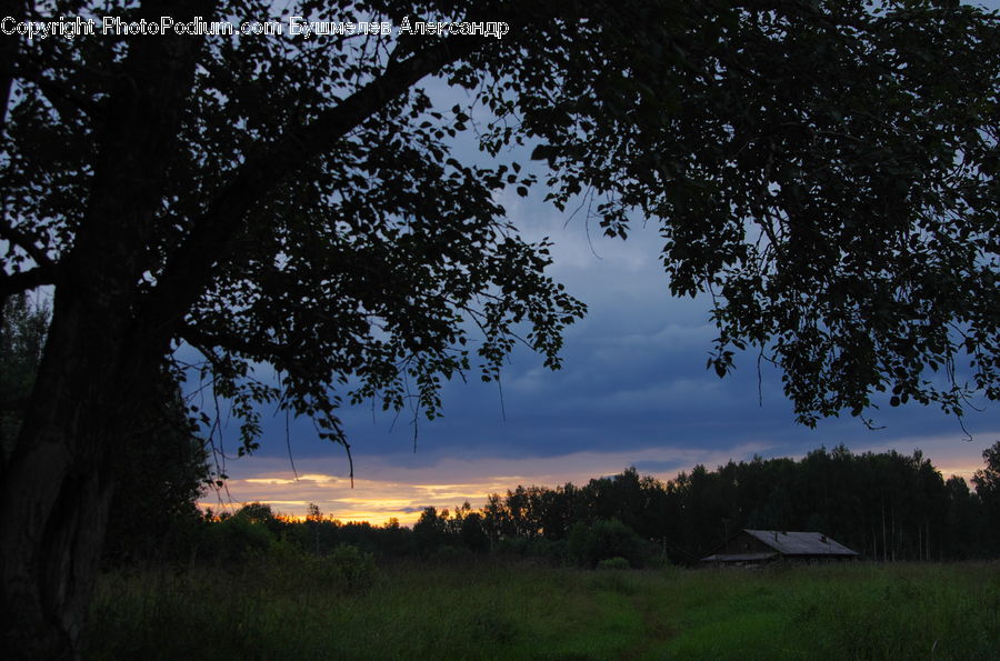 Oak, Tree, Wood, Dawn, Dusk, Plant, Red Sky