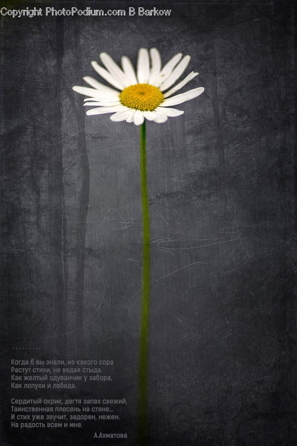 Paper, Blossom, Flora, Flower, Plant, Sunflower, Petal