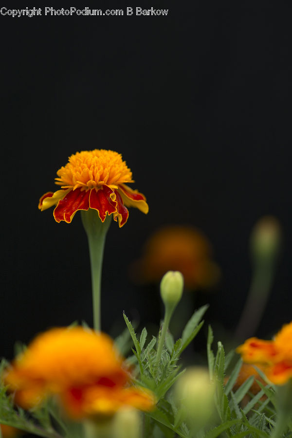 Blossom, Carnation, Flower, Plant, Flora, Dandelion, Daisies