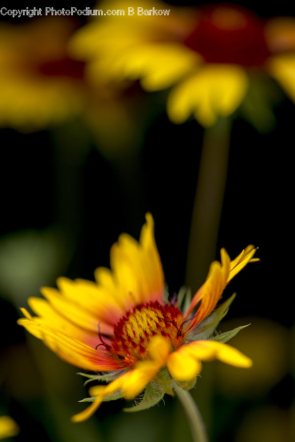 Blossom, Flora, Flower, Petal, Plant, Asteraceae, Daisies