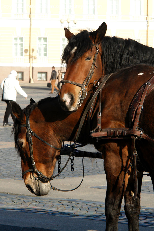 Animal, Horse, Mammal, Equestrian, Person, Buggy, Carriage