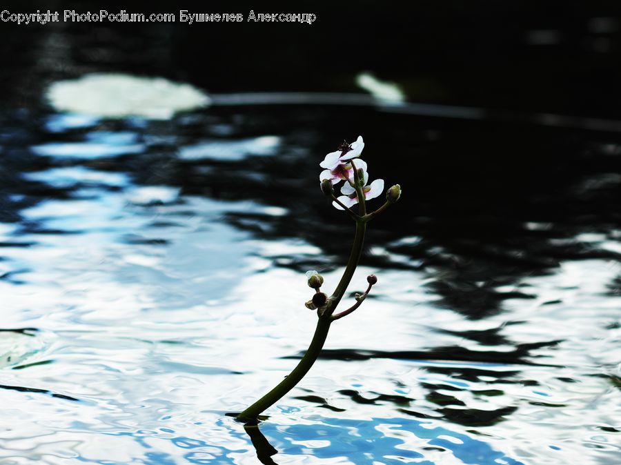 Flower, Lily, Plant, Pond Lily, Blossom, Flora, Aquilegia