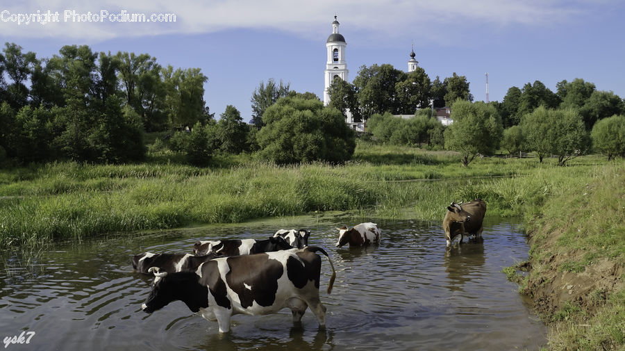 Animal, Cattle, Cow, Dairy Cow, Mammal, Ditch, Outdoors