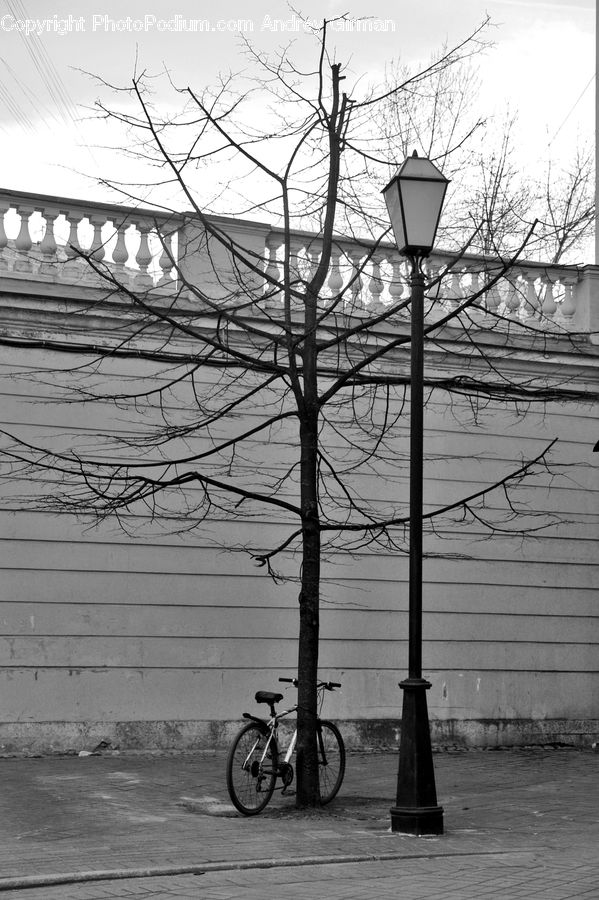 Bicycle, Bike, Vehicle, Plant, Tree