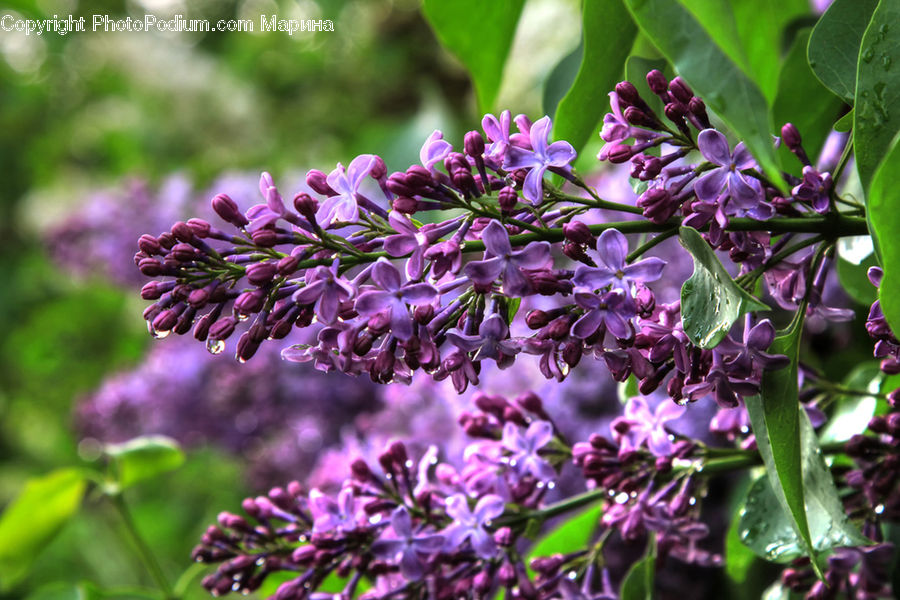 Blossom, Flower, Lilac, Plant, Flora, Bush, Vegetation