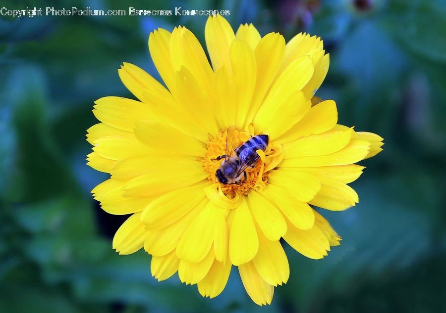 Bee, Insect, Invertebrate, Daisies, Daisy, Flower, Plant