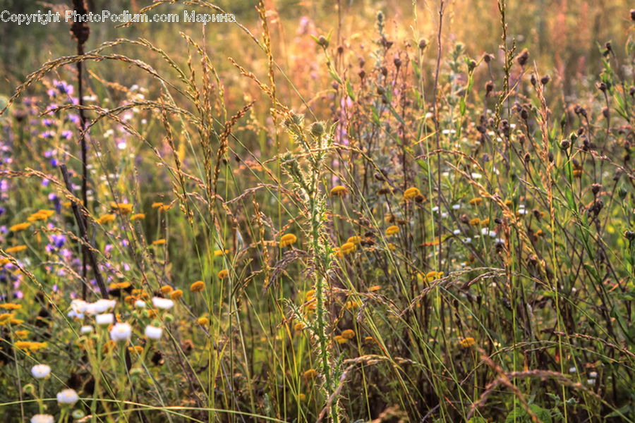 Field, Grass, Grassland, Plant, Blossom, Flora, Flower