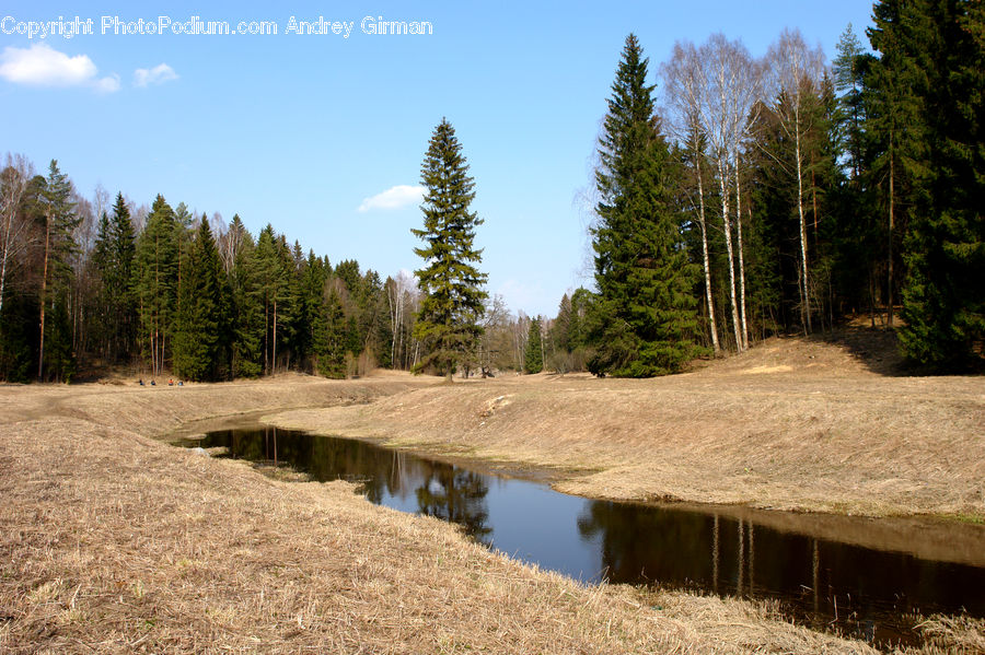 Forest, Vegetation, Conifer, Fir, Plant, Tree, Spruce