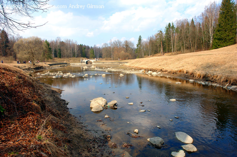 Outdoors, Pond, Water, Creek, River, Canal, Forest