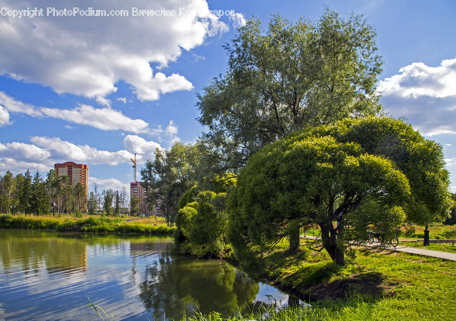 Outdoors, Pond, Water, Oak, Tree, Wood, Plant